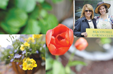 Flowering Backyards on Beacon Hill