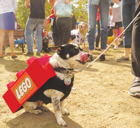 Canine Promenade Returns to the Esplanade Oct 27 - Beacon Hill Times 2 Canine Promenade Returns to the Esplanade Oct 27 - Beacon Hill Times 2